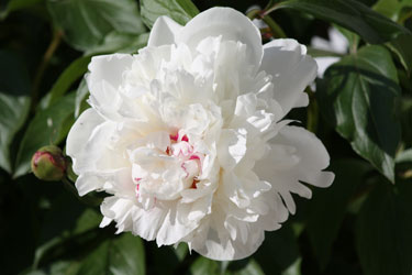 f_white_peony