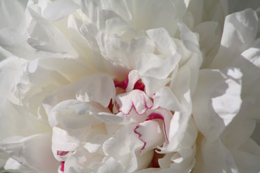 f_white_peony_2